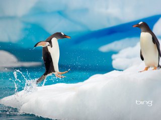 Обои лёд, пингвины, ice, penguins разрешение 1920x1200 Загрузить