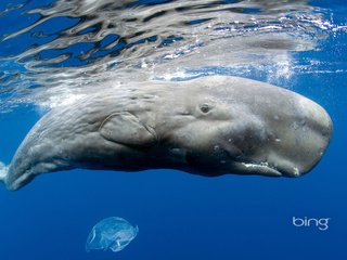 Обои море, кит, кашалот, sea, kit, sperm whale разрешение 1920x1200 Загрузить