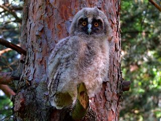 Обои сова, птенец, дерево, лес, птица, филин, ушастая сова, owl, chick, tree, forest, bird, long-eared owl разрешение 1920x1200 Загрузить