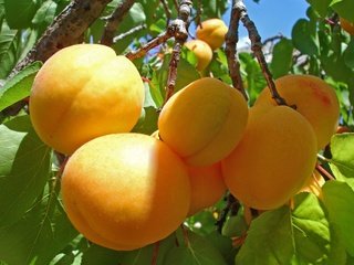 Обои ветка, фрукты, урожай, абрикосы, спелые, абрикосы на веточке, branch, fruit, harvest, apricots, ripe, apricots on a branch разрешение 1920x1409 Загрузить