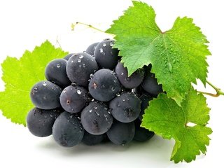 Обои листья, виноград, ягода, белый фон, гроздь, черный виноград, leaves, grapes, berry, white background, bunch, black grapes разрешение 1920x1186 Загрузить
