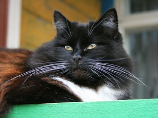 Обои кот, кошка, взгляд, черно-белая, усище, cat, look, black and white, kind of mustache разрешение 1920x1280 Загрузить