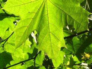 Обои дерево, зелень, листья, макро, зеленые, клен, tree, greens, leaves, macro, green, maple разрешение 1920x1200 Загрузить