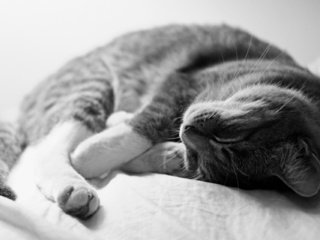 Обои серый кот спит, grey cat sleeping разрешение 1920x1280 Загрузить