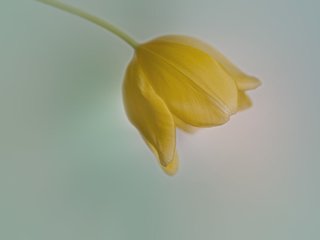 Обои тюльпан, нежный фон, праздничный цветок, tulip, gentle background, festive flower разрешение 1920x1224 Загрузить