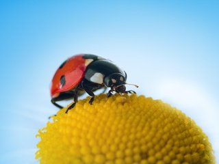 Обои небо, макро, цветок, насекомые, божья коровка, the sky, macro, flower, insects, ladybug разрешение 1920x1280 Загрузить