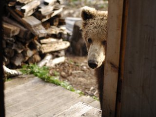 Обои медведь, дом, нос, дрова, медвежонок, хочу кушать, пришёл, в гости, bear, house, nose, wood, want to eat, came, visit разрешение 1920x1314 Загрузить