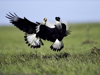 Обои трава, природа, полет, крылья, птицы, бой, танец, сокол, grass, nature, flight, wings, birds, battle, dance, falcon разрешение 1920x1200 Загрузить