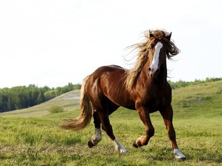 Обои лошадь, природа, конь, грива, копыта, конь в поле, horse, nature, mane, hooves, horse in field разрешение 1920x1280 Загрузить