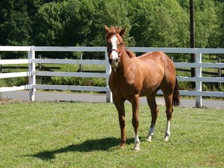 Обои лошадь, трава, ограждение, конь, загон, лошадь в загоне, horse, grass, the fence, corral, the horse in the paddock разрешение 1920x1280 Загрузить