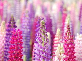 Обои цветы, размытость, красивые, люпины, крупным планом, flowers, blur, beautiful, lupins, closeup разрешение 1920x1285 Загрузить