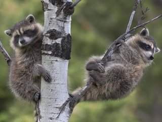 Обои дерево, ветки, два, еноты, енот, енот-полоскун, tree, branches, two, raccoons, raccoon разрешение 1920x1200 Загрузить