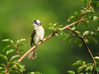 Обои ветка, зелень, листья, фон, птица, маленькая, лапки, жулан, branch, greens, leaves, background, bird, little, legs, red-backed shrike разрешение 1920x1200 Загрузить