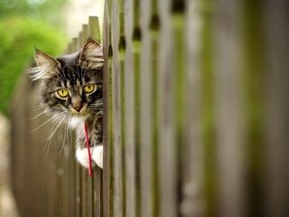 Обои морда, кот, кошка, взгляд, забор, пушистый, face, cat, look, the fence, fluffy разрешение 1920x1200 Загрузить