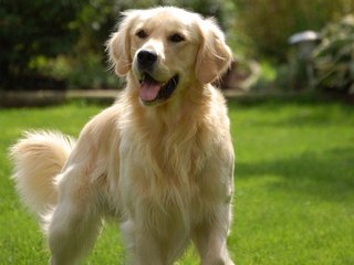 Обои золотистый, ретривер, golden, retriever разрешение 1920x1200 Загрузить