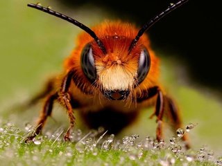 Обои насекомые, пчела, капельки росы, муровей, крупным планом, insects, bee, drops of dew, moores, closeup разрешение 1920x1200 Загрузить