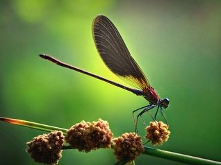 Обои насекомые, стрекоза, insects, dragonfly разрешение 1920x1200 Загрузить