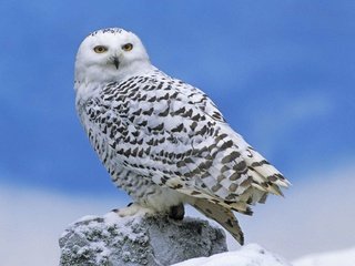 Обои сова, снег, хищник, камень, птица, полярная, белая сова, owl, snow, predator, stone, bird, polar, white owl разрешение 1920x1200 Загрузить