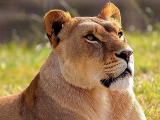 Обои морда, трава, хищник, большая кошка, лев, львица, face, grass, predator, big cat, leo, lioness разрешение 1920x1200 Загрузить