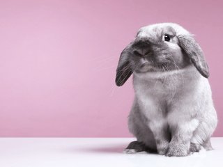 Обои фон, кролик, заяц, background, rabbit, hare разрешение 1920x1200 Загрузить