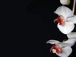 Обои цветы, темный фон, белая, орхидея, flowers, the dark background, white, orchid разрешение 1920x1200 Загрузить