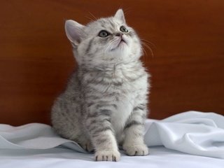 Обои кошка, взгляд, котенок, сидит, ткань, британец, cat, look, kitty, sitting, fabric, british разрешение 1920x1200 Загрузить