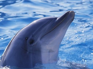 Обои вода, животные, дельфин, подводный мир, water, animals, dolphin, underwater world разрешение 1920x1200 Загрузить