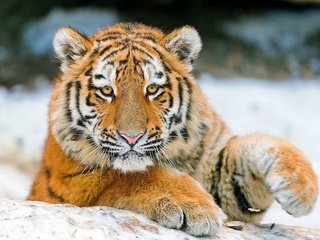 Обои тигр, морда, снег, зима, лапа, детеныш, tiger, face, snow, winter, paw, cub разрешение 1920x1200 Загрузить