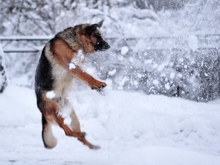 Обои снег, зима, собака, прыжок, немецкая овчарка, snow, winter, dog, jump, german shepherd разрешение 1920x1320 Загрузить