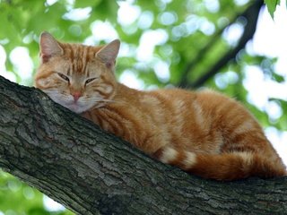 Обои дерево, кот, кошка, спит, рыжий, tree, cat, sleeping, red разрешение 1920x1200 Загрузить