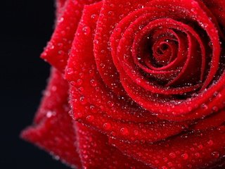 Обои макро, цветок, капли, роза, красная, темный фон, macro, flower, drops, rose, red, the dark background разрешение 1920x1280 Загрузить