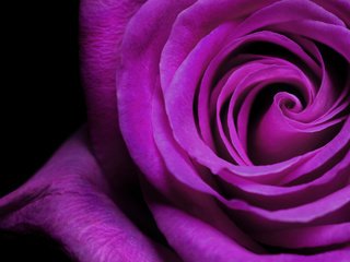 Обои макро, цветок, роза, фиолетовый, красивая, macro, flower, rose, purple, beautiful разрешение 1920x1200 Загрузить