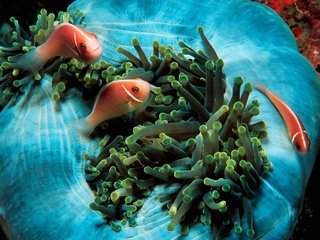 Обои рыбки, океан, подводный мир, рыба-клоун, pink anemonefish, актинии, fish, the ocean, underwater world, clown fish, sea anemones разрешение 1920x1200 Загрузить