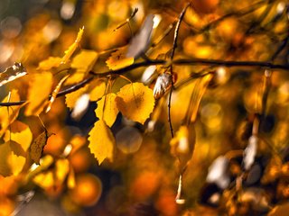 Обои природа, листья, макро, ветки, осень, nature, leaves, macro, branches, autumn разрешение 2560x1600 Загрузить