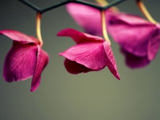 Обои цветы, лепестки, розовые, орхидеи, flowers, petals, pink, orchids разрешение 1920x1080 Загрузить