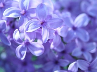 Обои цветы, макро, весна, сирень, flowers, macro, spring, lilac разрешение 1920x1080 Загрузить