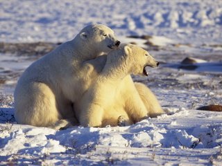 Обои снег, белые, медведи, арктика, snow, white, bears, arctic разрешение 2560x1694 Загрузить