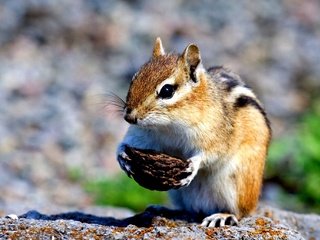 Обои скорлупа, бурундук, грызун, shell, chipmunk, rodent разрешение 2000x1369 Загрузить