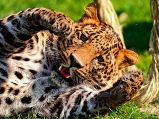Обои глаза, усы, взгляд, леопард, хищник, большая кошка, eyes, mustache, look, leopard, predator, big cat разрешение 2000x1333 Загрузить