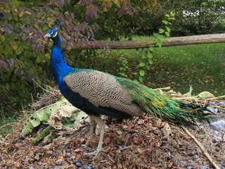 Обои природа, птицы, птица, павлин, перья, хвост, peachick, хвост |, nature, birds, bird, peacock, feathers, tail, tail | разрешение 2592x1728 Загрузить