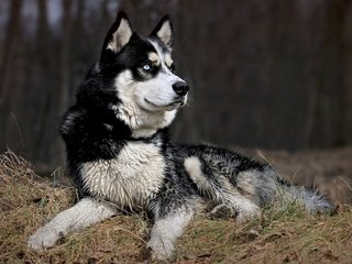 Обои морда, природа, взгляд, собака, хаски, черно-белый пес, face, nature, look, dog, husky, black and white dog разрешение 2560x1600 Загрузить