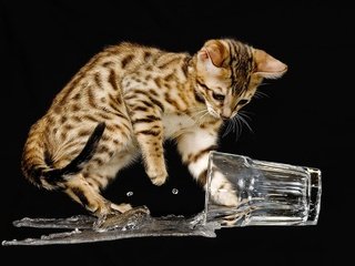Обои вода, кошка, котенок, черный фон, стакан, бенгальский, озорник, water, cat, kitty, black background, glass, bengal, naughty разрешение 1920x1200 Загрузить