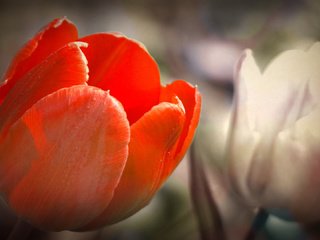 Обои тюльпан, tulip разрешение 1920x1080 Загрузить