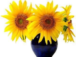 Обои цветы, подсолнухи, белый фон, букет.ваза, flowers, sunflowers, white background, bouquet.vase разрешение 2279x1847 Загрузить