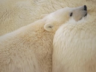 Обои белые, медведи, белый медведь, полярные, северные, white, bears, polar bear, polar, north разрешение 1920x1200 Загрузить