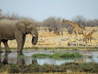 Обои животные, слон, африка, жираф, водопой, саванна, animals, elephant, africa, giraffe, drink, savannah разрешение 2560x1600 Загрузить