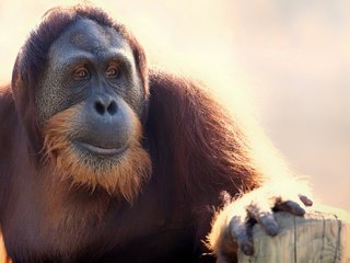 Обои морда, взгляд, обезьяна, борода, орангутанг, face, look, monkey, beard, orangutan разрешение 2560x1600 Загрузить