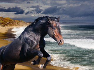 Обои лошадь, берег, волны, море, океан, конь, жеребец, horse, shore, wave, sea, the ocean, stallion разрешение 1920x1080 Загрузить