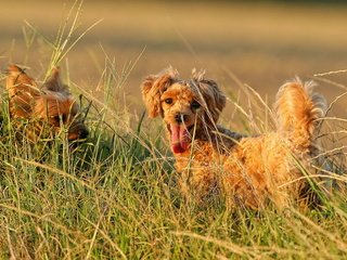 Обои поле, лето, пудель, собаки, йоркширский терьер, собачки в траве, field, summer, poodle, dogs, yorkshire terrier, dog in the grass разрешение 1920x1200 Загрузить