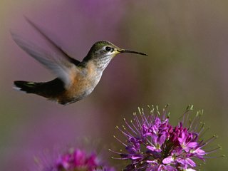 Обои макро, цветок, крылья, птица, клюв, колибри, macro, flower, wings, bird, beak, hummingbird разрешение 1920x1080 Загрузить